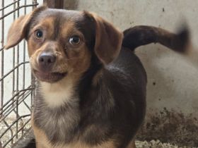 Gus sucht Menschen mit Geduld, Ruhe und Herz