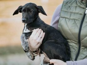 Zuhause gesucht für Tayvo