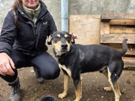 Sanfte Seele Danny sucht seine Menschen