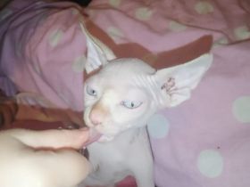2 sphynx kitten