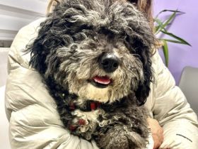 Aufgeweckter Gino sucht seine Menschen