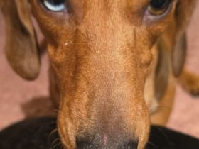 🐾 Wunderschöne Zwerg-Dackel (Tiger / Merle) Hündin sucht ein liebevolles Zuhause 🐾