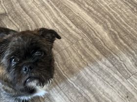 Bulldoggen Mischling in gute Hände abzugeben