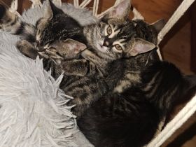 Rassemixkitten Bengal x blue Bkh