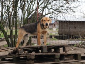 Wer schenkt Kane ein Zuhause?