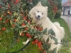 Über Alva unser Blumenmädchen