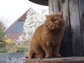 BKH Deckkater Cinnamon Odd Eye träger