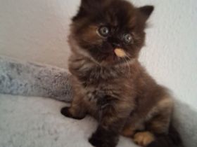 Perserkitten mix Akiza