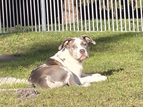 American Bully XL welpen (Abkc)