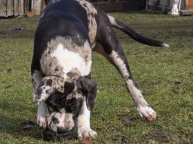 American Bully XL Hündinnen