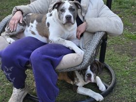 American Bully XL Hündinnen