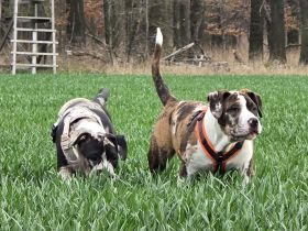 American Bully XL welpen (Abkc)