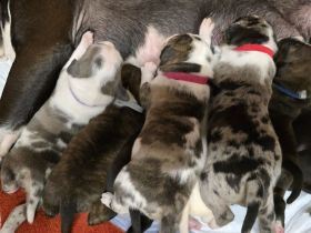 American Bully XL welpen (Abkc)