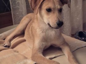 Pasqualino, a.d.Tierschutz, sucht Happy-Home