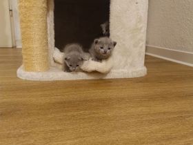 Zauberhafte Russisch Blau Kitten mit Stammbaum - liebevoll aufgezogen aus Hobbyzucht