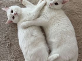 Britisch-Kurzhaar Katze & Kater suchen neues, liebevolles Zuhause