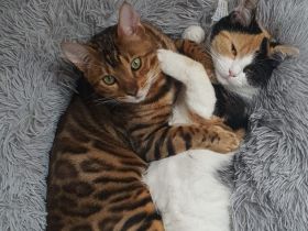 EKH BKH Bengal Mix kitten