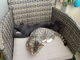 Katzenpaar auch einzeln abzugeben (männlich und weiblich) 6 Monate alt dringend