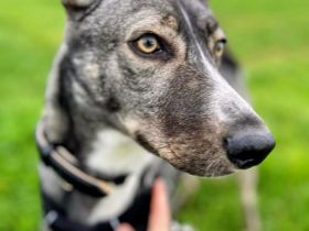 Archie (1,5 Jahre) sucht schönes Zuhause