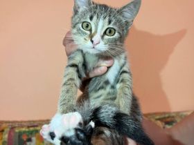 Liebes Kätzchen sucht ein Zuhause