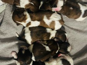 Shih Tzu Welpen