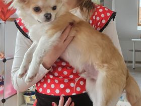 Chihuahua langharige. Rüde.