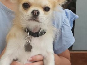 Chihuahua langharige. Rüde.