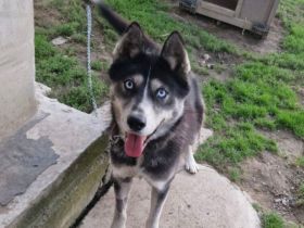 Mayas blaue Augen suchen dich