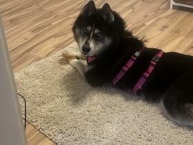 Mayas blaue Augen suchen dich