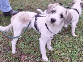 Clyde: Kleiner Sonnenschein mit großem Herz