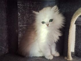 Britisch langhaar und kurzhaar