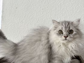 Wunderschöne Britisch Langhaar Katzen suchen ein liebevolles Zuhause