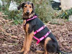 Carlotta sucht eine aktive Familie