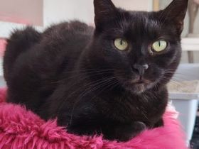 Schwarze Schönheit Mahina