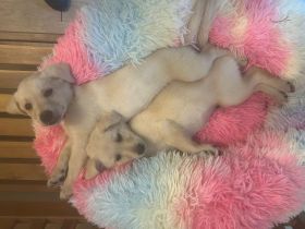 2 Mädels suchen noch