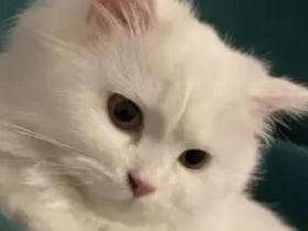 Wundervoller Perserkater – 1 Jahr und 2 Monate alt