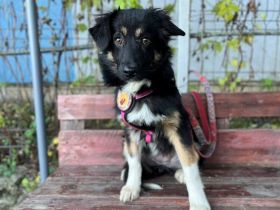 Siska sucht ein ruhiges Zuhause