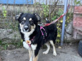 Zuhause gesucht für Matz