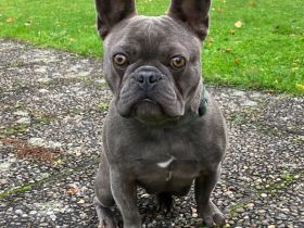 French Oskar - mit Ahnentafel