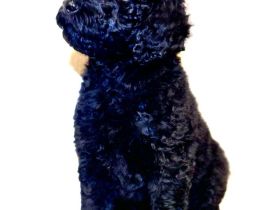 Grosspudel, lackschwarze Schönheiten