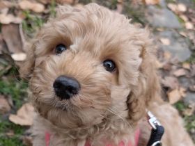 🐩 Zwergpudel Welpen – Merle, Black, Red, Sable & Creme – mit Stammbaum suchen lie