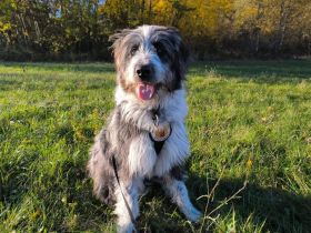 Fenrir sucht aktive Menschen