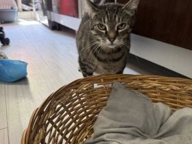 Schmusekatze Ani sucht ihr Zuhause