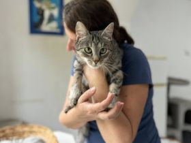Jungkatze Mirabelle sucht Ihr Zuhause