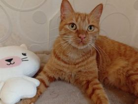 Suri sucht ihr Glück: Verschmuste Traumkatze wartet auf Dich!