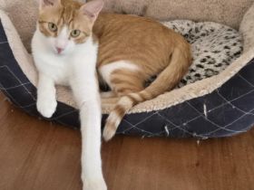 Lebensfroher Wirbelwind Fabi sucht Couchplatz auf Lebenszeit