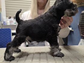 Zwergschnauzer Schwarz-Silber