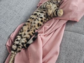 Bengal Katze
