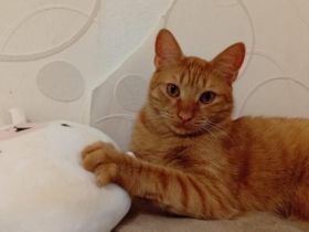 Sanfter Terry mit großem Herzen sucht sein Glück!