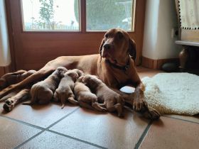 Reinrassige Magyar-Vizsla Welpen